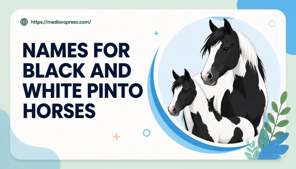Names for Black and White Pinto Horses