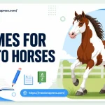 names for pinto horses